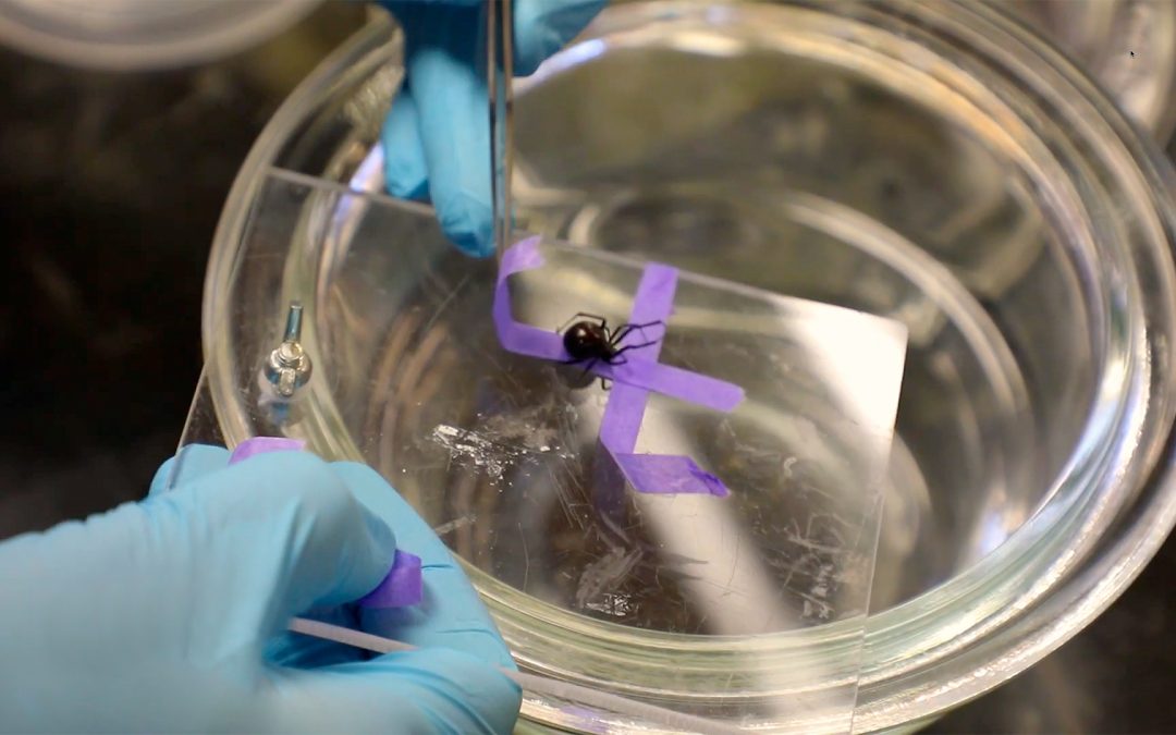 Two gloved hands holding spider on a glass sheet over a dish.