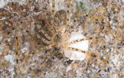 The Sequoia of Spiders