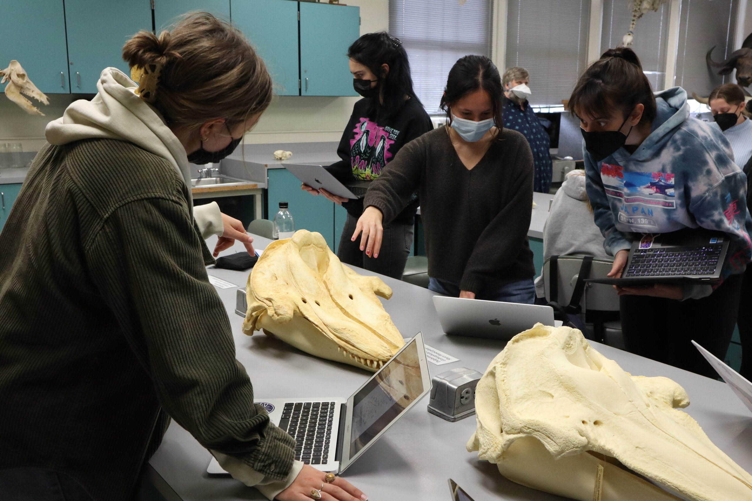 Students wearing sweater and sweatshirts work on their laptops and discuss whale skull features