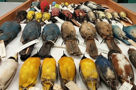SDSU Biodiversity Museum Open House Celebrates 125 Years of Collecting