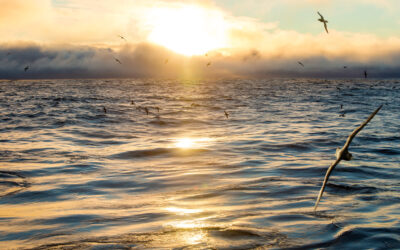 Q&A with Samantha Bova: How This Summer’s Heat Affects Our Oceans