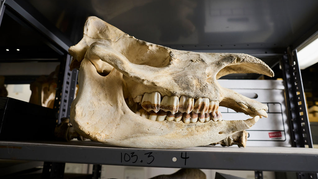 Skull in SDSU Biodiversity Museum